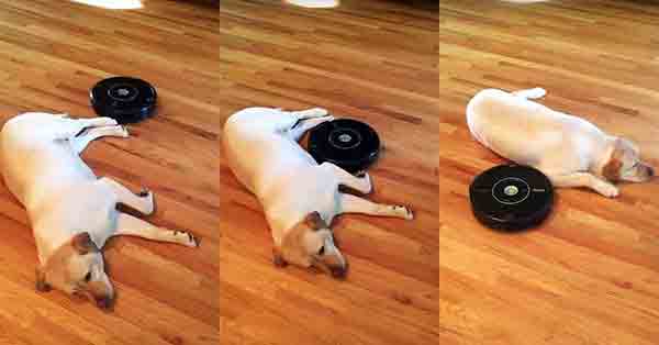 Roomba vacuuming around a dog